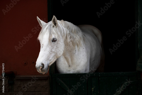 Horse stall with horse poking head out