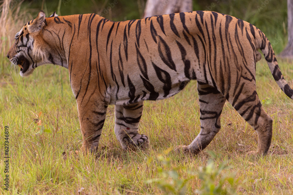 Tiger of Bandhavgarh National Park Tiger of Bandhavgarh National Park