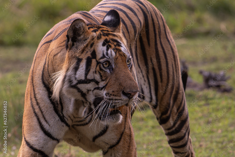 Obraz premium Tiger of Bandhavgarh National Park