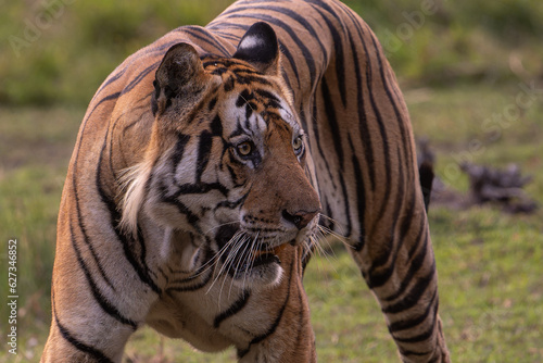 Tiger of Bandhavgarh National Park