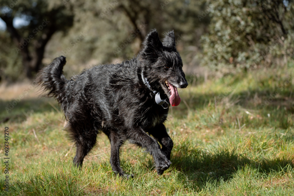 Full body portrait of a male black dog running on the grass Full body portrait of a male black dog running on the grass