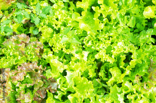 Fresh green Lettuce salad on a field. Top view.