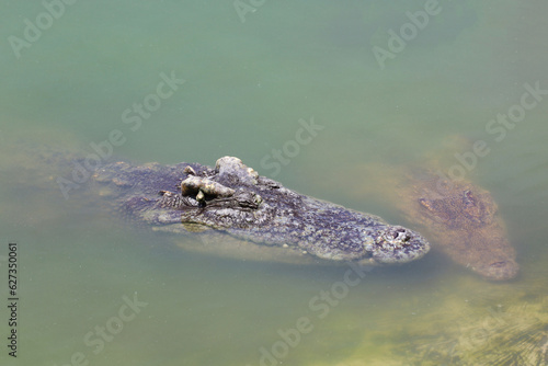 Close up big head crocodile is show head in river