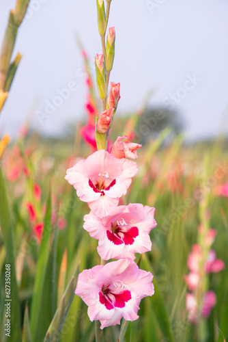 Beautiful Pink Gladiolus flowers in the field. Selective Focus