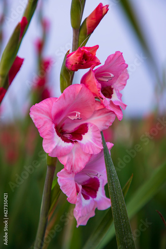 Beautiful Pink Gladiolus flowers in the field. Selective Focus