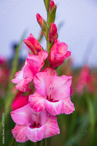 Beautiful Pink Gladiolus flowers in the field. Selective Focus