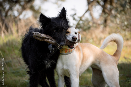 Face portrait of two crossbred dogs playing with a stick photo