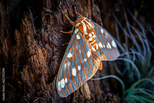 Regal moth macro on a wood background.