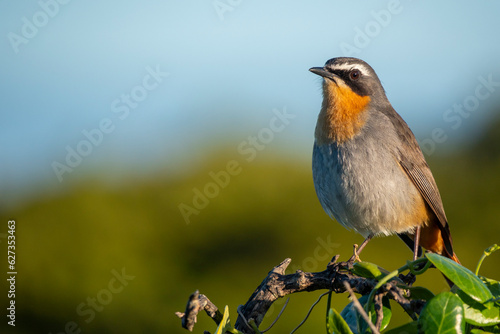 Cape robin-chat (Dessonornis caffer) along the Cliff Path. Hermanus, Whale Coast, Overberg, Western Cape, South Africa. photo