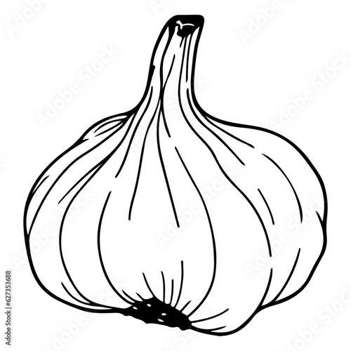 garlic bulb, garlic icon, vegetable for cooking and seasoning
