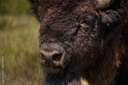 American Bison