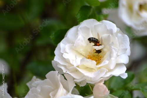 wasp and white rose creeper