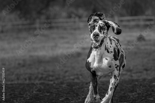 2022-03-01 BLACK AND WHITE COLORED GREAT DANE RUNNING WITH EARS FLOPPING MOUTH OPEN AND A BLURRY BACKGROUND AT THE OFF LEASH DOG PARK AT MARYMOOR IN REDMNOD WASHINGTON photo