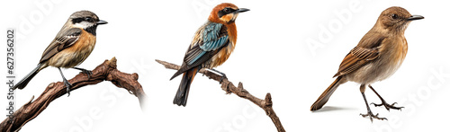 Photo Collection of the most common European birds isolated on transparent background