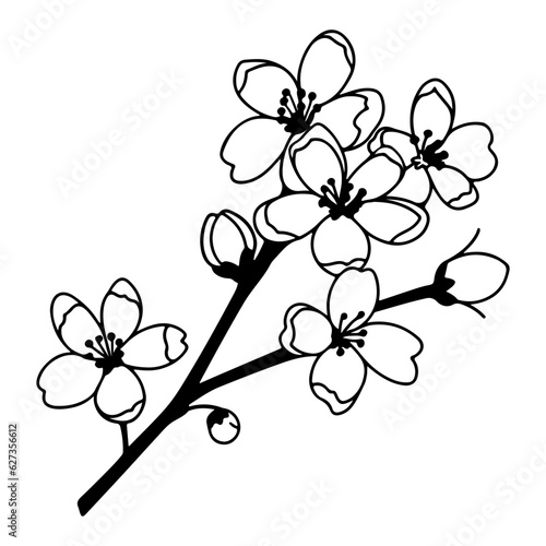 plum blossom illustration, flowers of cherry, sakura, wild cherry plum.