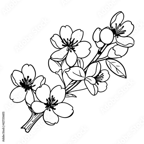 plum blossom illustration, flowers of cherry, sakura, wild cherry plum.