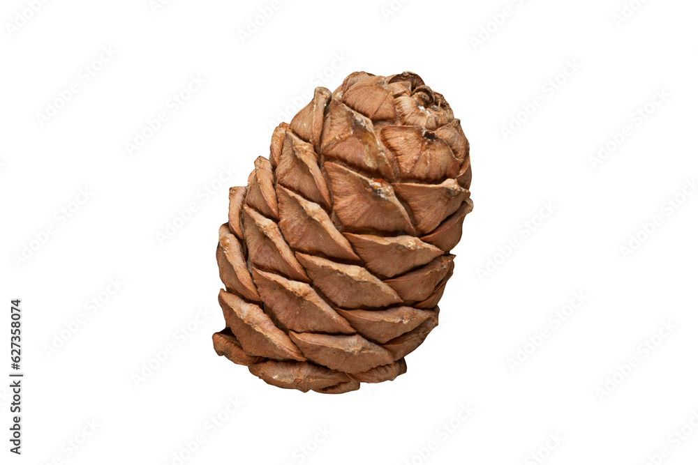 Pine cone isolated on white Pine cone isolated on white