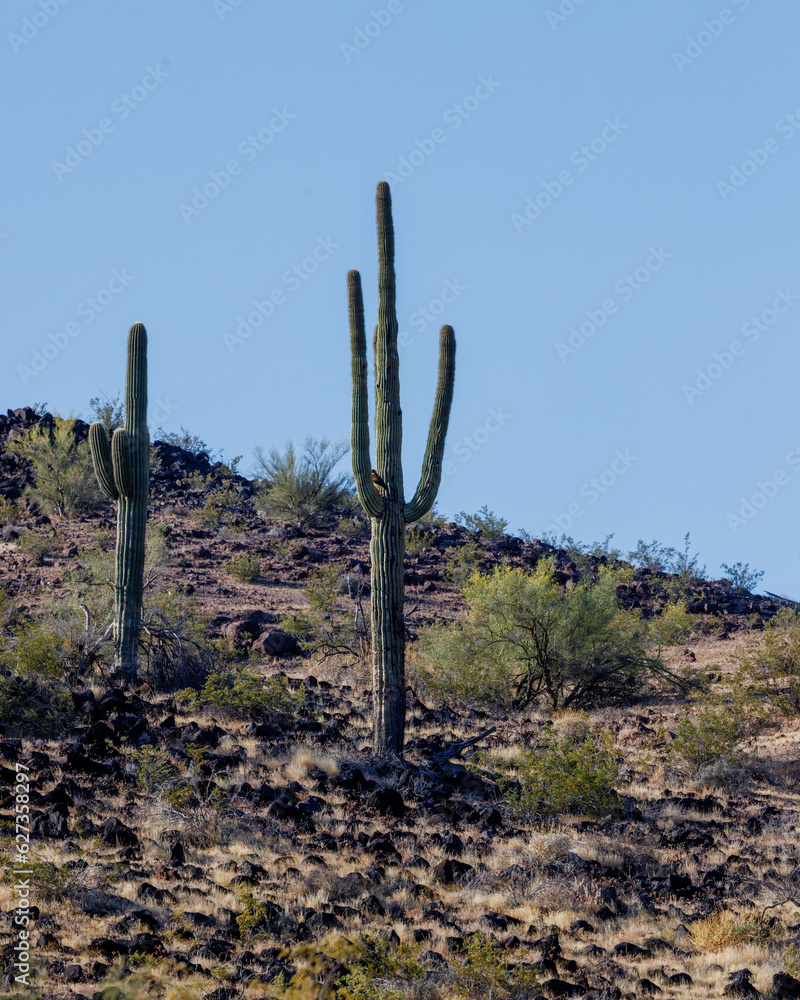 Saguaro cactus (Carnegiea gigantea) in the Sonoran Desert of Arizona during spring. 
