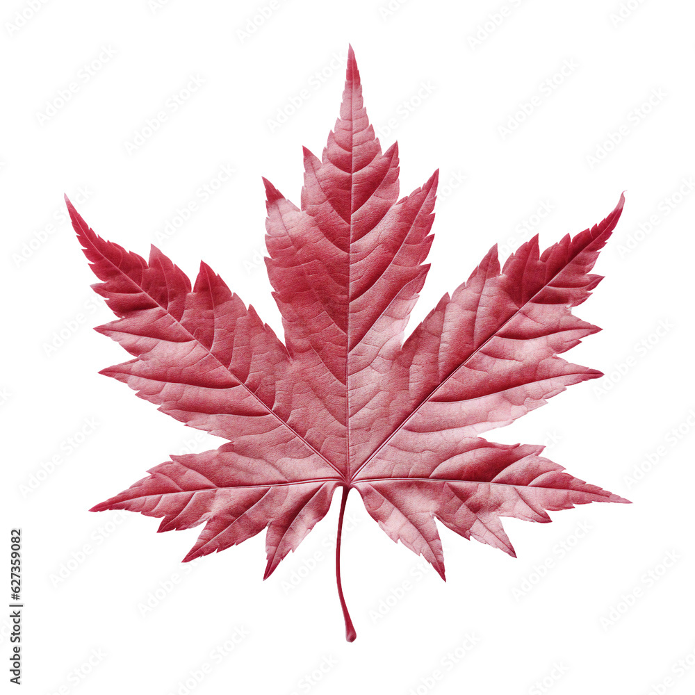 Japanese maple leaf. isolated object, transparent background Japanese maple leaf. isolated object, transparent background