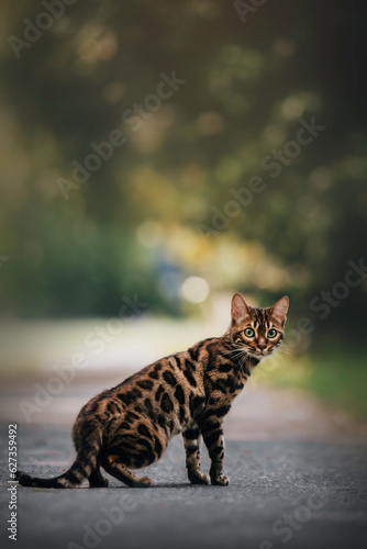Bengal cat on a beautiful summer street