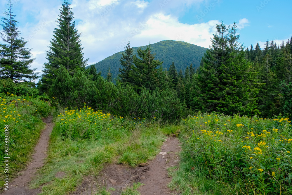 Two hiking trails in the mountains. Orientation to the terrain. Carpathian National Nature Park. Ukraine. 