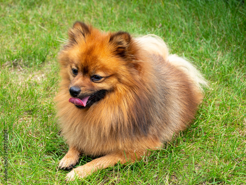 Portrait of a red spitz dog. Spitz on green grass. © Jakob