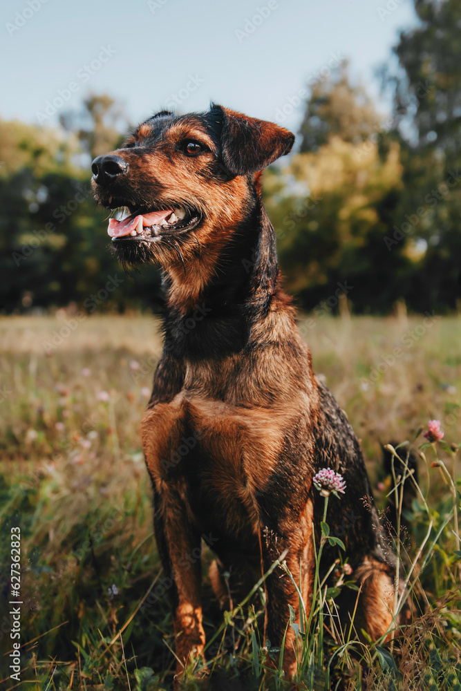 Portrait of a happy mestizo dog walking in the meadow at sunset background Portrait of a happy mestizo dog walking in the meadow at sunset background