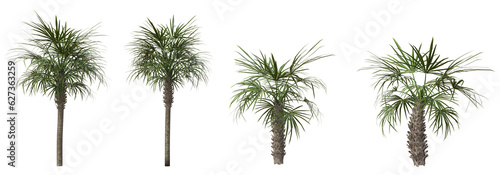 Set of Sabal palmetto or Cabbage Palm with isolated on transparent background. PNG file, 3D rendering illustration, Clip art and cut out