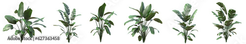 Set of Strelitzia nicolai plant or wild banana with isolated on transparent background. PNG file, 3D rendering illustration, Clip art and cut out photo