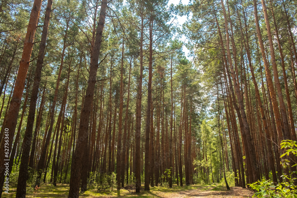 Beautiful summer forest. Sunny day. Long ship pines. Forest road, perspective. Beautiful summer forest. Sunny day. Long ship pines. Forest road, perspective.