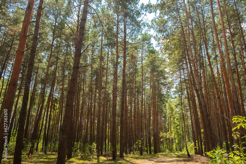 Beautiful summer forest. Sunny day. Long ship pines. Forest road, perspective.