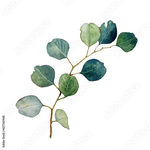 Eucalyptus also known as the gum tree leaves on branch watercolor illustration. Eucalyptus plant herbal alternative medical care leaves. Green medical herbs gum tree branch.