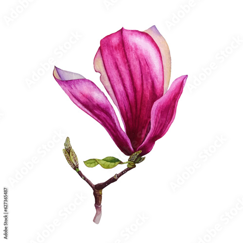 Magnolia isolated spring flower blossom vector illustration. Pink blooming tree design element. Bloom flower on white, vector magnolia tree blossom element - pink petal, bud, green leaf.