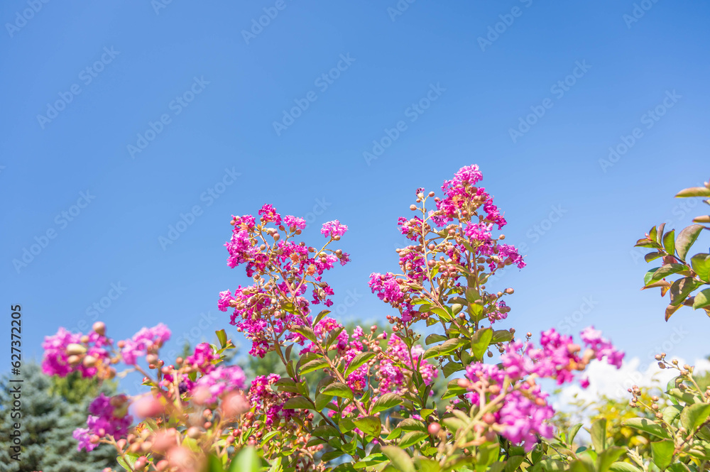 夏の花　サルスベリ