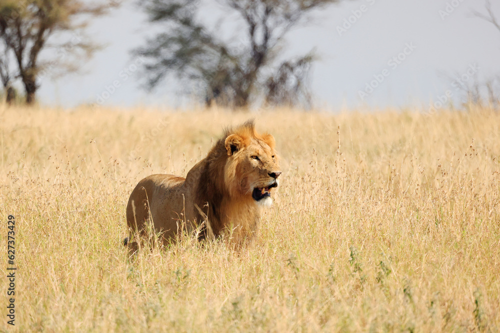 Fototapeta premium A Lion (Panthera Leo) in Serengeti National Park, Tanzania, Africa