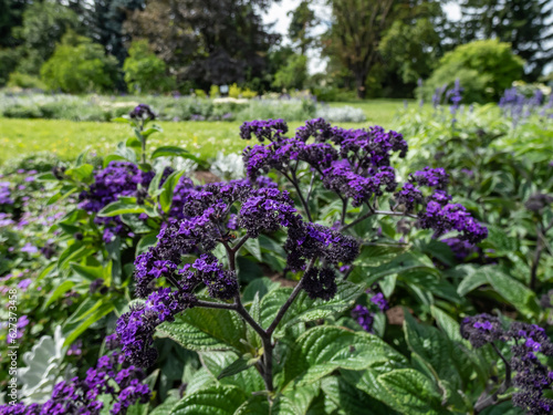 Heliotrope (Heliotropium arborescens) 'Mini marine' blooming with tall, scented deep violet-blue flowers in the garden photo