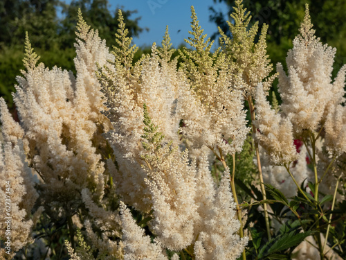 Hybrid Astilbe, False Spirea (Astilbe x arendsii) 'Weisse Gloria' blooming with snow white flowers on dense, pyramidal plumes in summer photo