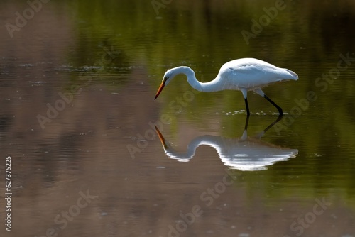 A foraging great egret and its reflection in the water © Khaleel