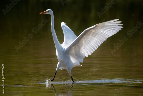 Great egret with wings open treading water near Lake Perris, California © Khaleel