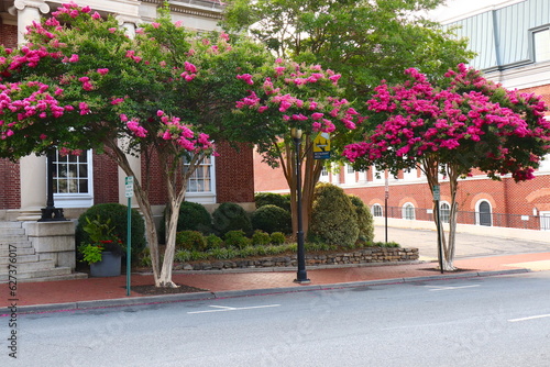 Pink Crepe Myrtle Trees on City Street in Southeastern U.S.