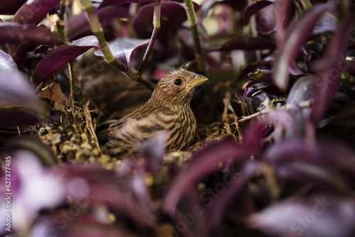 Baby bird in purple wandering jew plant