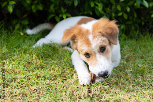Face close up of adorable small puppy is lying on green grass in beautiful house garden and chewing dog snack for cleaning his teeth and exercise his mouth muscle which is for healthy pet caring.