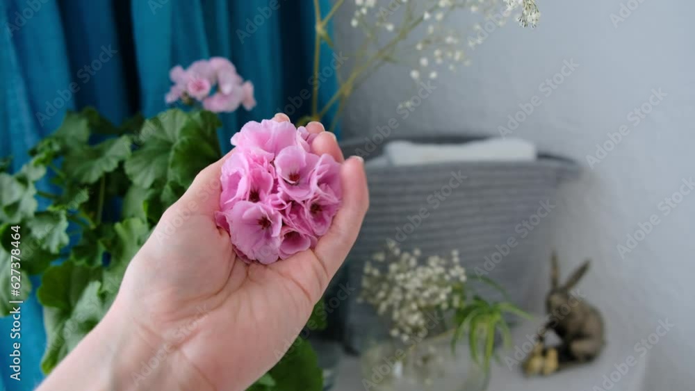 A woman hand touching pink Pelargonium standing on a dresser in the bedroom. A woman hand touching pink Pelargonium standing on a dresser in the bedroom.