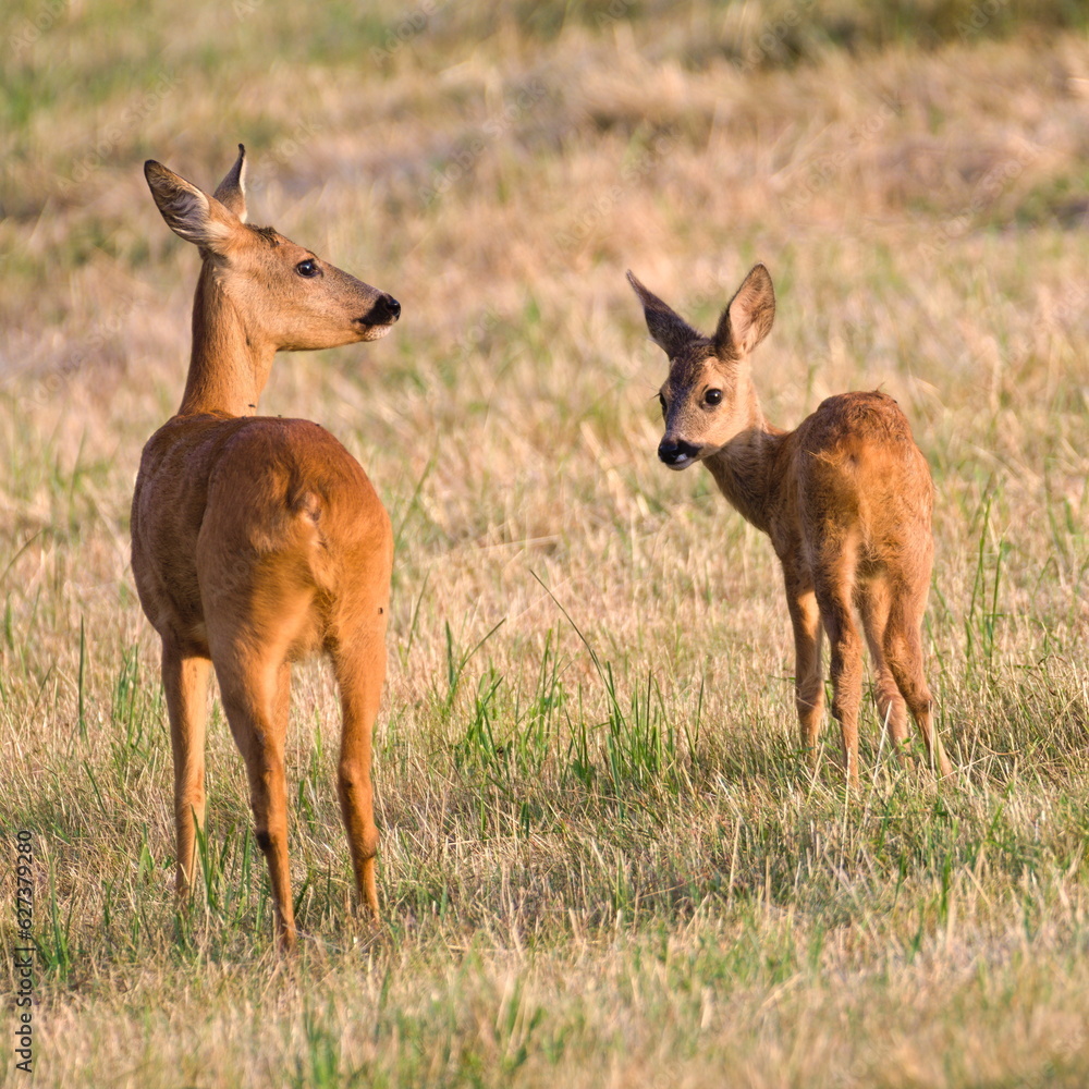 Obraz premium Mother and baby pair of Capreolus capreolus european roe deer just noticed that someone watching them on a field. Summer, Czech republic nature.