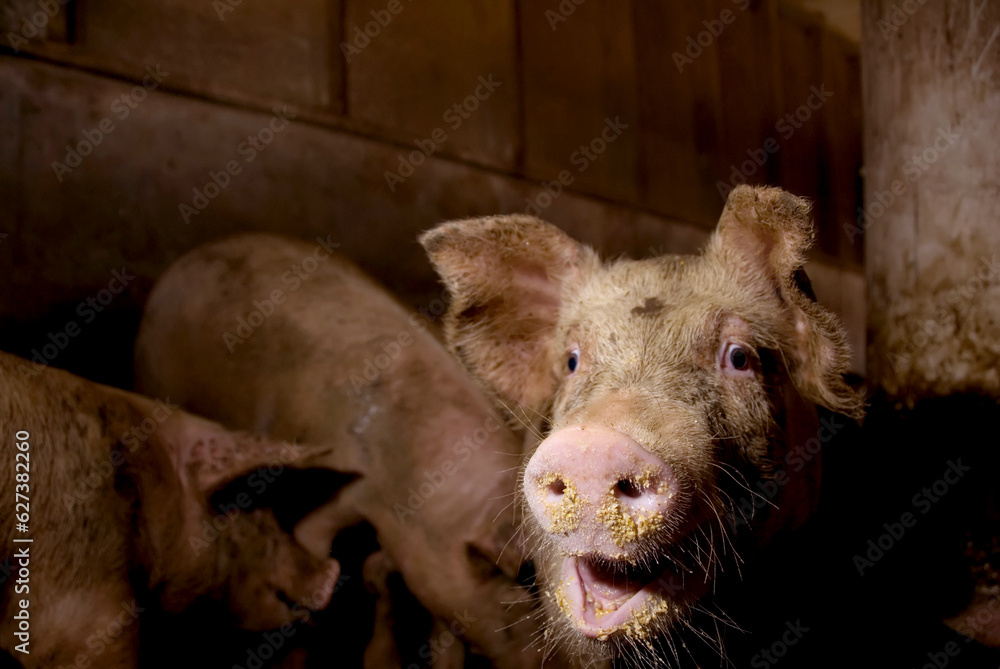 Pigs (Sus domesticus) feeding at a hog farm; Greenleaf, Kansas, United States of America Pigs (Sus domesticus) feeding at a hog farm; Greenleaf, Kansas, United States of America