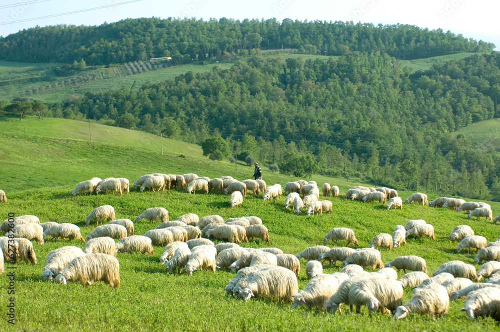 Herd of Sheep (Ovis aries) grazing on a field on the hillsides near Pienza, Tuscany; Pienza, Tuscany, Italy Herd of Sheep (Ovis aries) grazing on a field on the hillsides near Pienza, Tuscany; Pienza, Tuscany, Italy