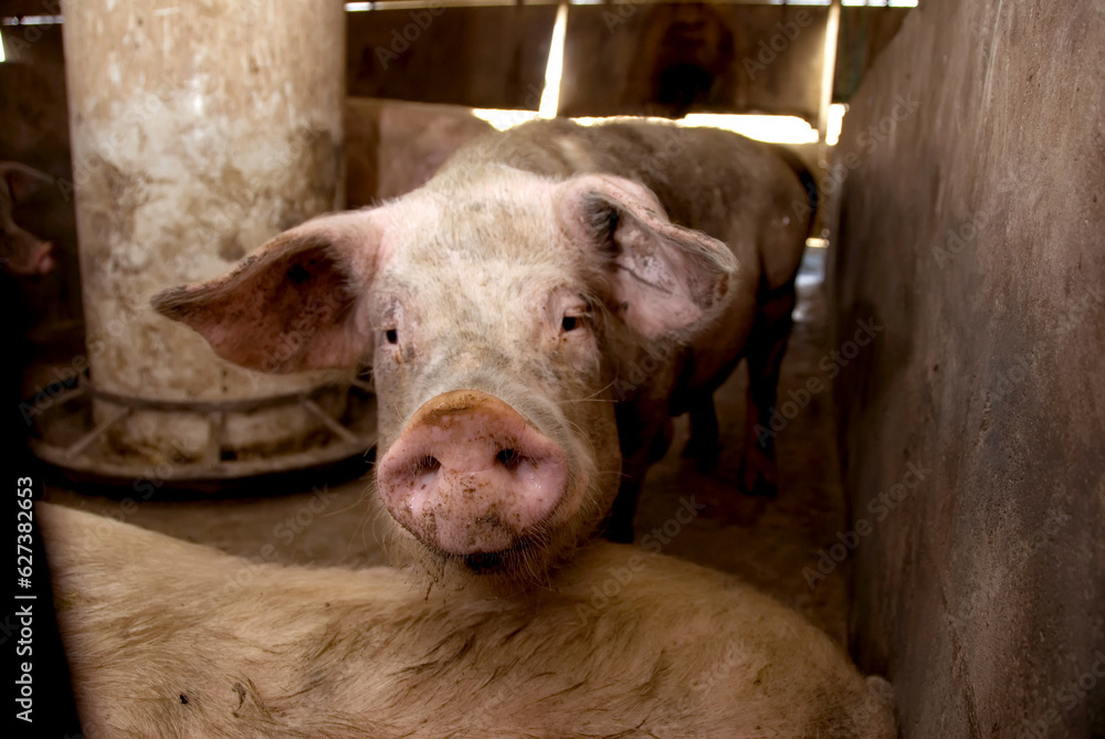 Close-up portrait of a Pig (Sus domesticus) at a hog farm; Greenleaf, Kansas, United States of America Close-up portrait of a Pig (Sus domesticus) at a hog farm; Greenleaf, Kansas, United States of America