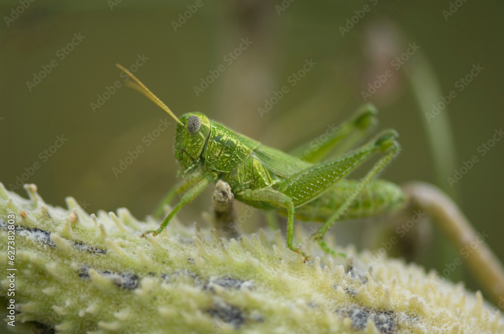 Western ragweed grasshopper (Campylancantha olivacea); Denton, Nebraska, United States of America Western ragweed grasshopper (Campylancantha olivacea); Denton, Nebraska, United States of America