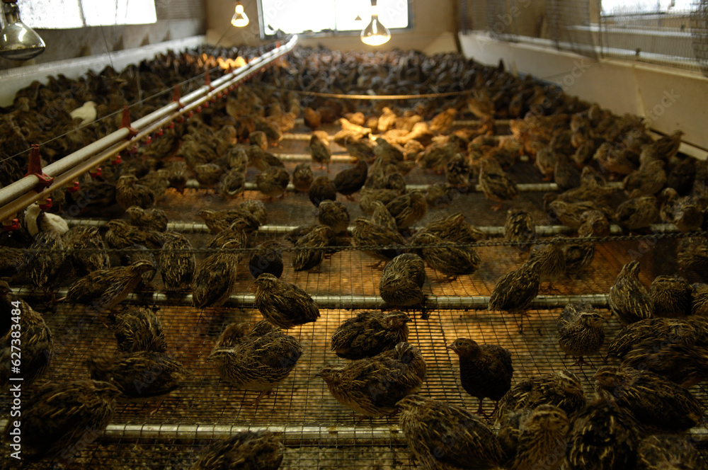 Japanese coturnix quail (Coturnix japonica) at a hatchery; Bartlesville