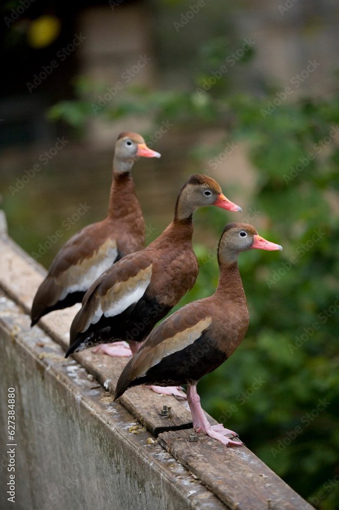 Three Black-bellied whistling ducks (Dendrocygna autumnalis) standing in a row on a wall; San Antonio, Texas, United States of America Three Black-bellied whistling ducks (Dendrocygna autumnalis) standing in a row on a wall; San Antonio, Texas, United States of America